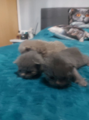 British shorthair kittens