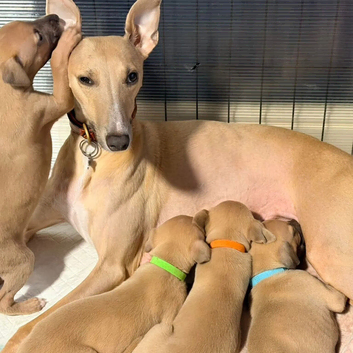 K.c whippet