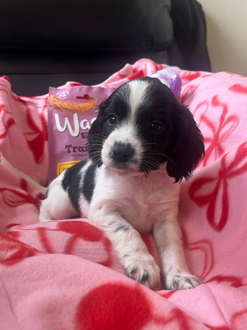 7 healthy sprocker spaniel puppies