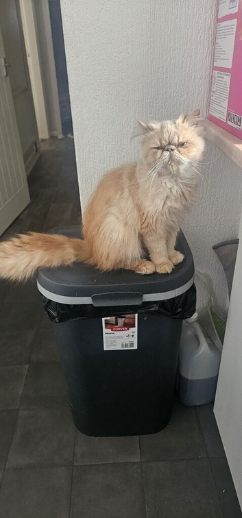 Persian flat faced male