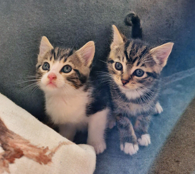 Bengal x Kittens- Ready to go