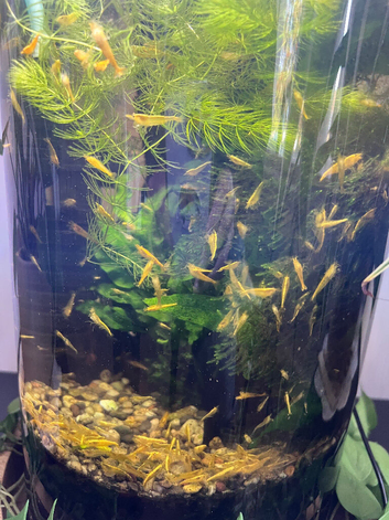 Goldback Neocaridina Shrimp