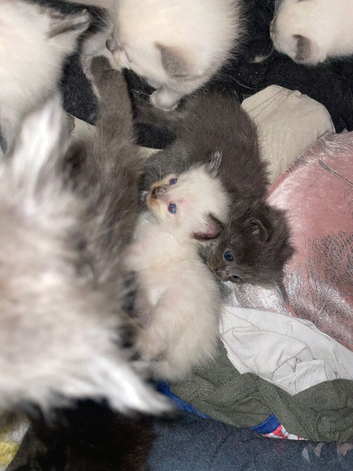 Ragdoll kittens