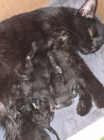 Maincoon mix kitten