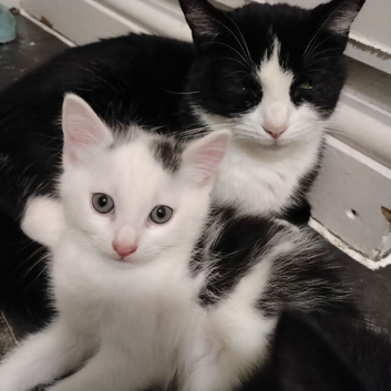 Kittens