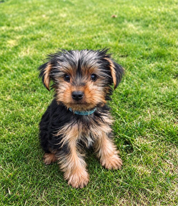 Tiny Yorkshire Terrier