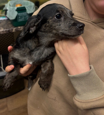 Female puppy needing a new home