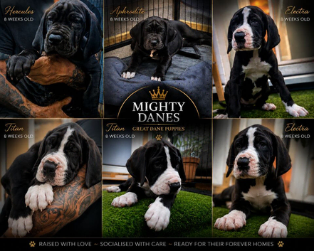 great dane puppies