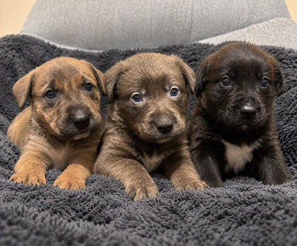 Blue & Brindle Mixed Breed Puppies &pound;650-&pound;750