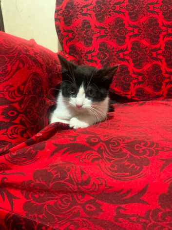 male kitten for sale