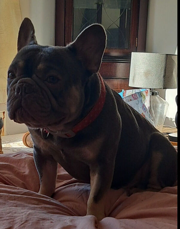 Blue frenchy