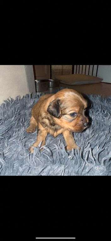 Maltipoo puppies