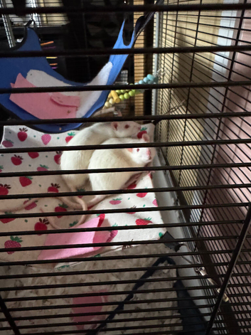 2 male rats for sale