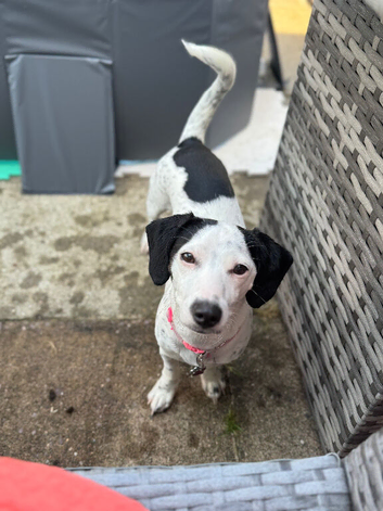 Jackapoo Needs Nee Home