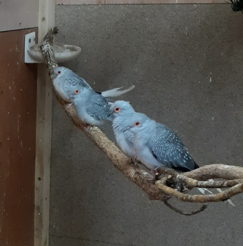 Diamond Doves Breeding Colony X 10