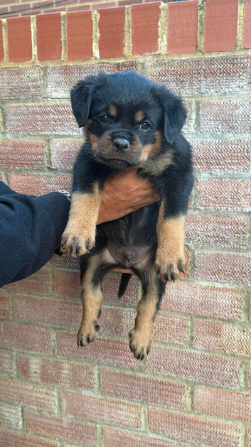 Pure German Rottweiler Puppies For Sale