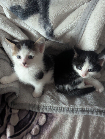 Kittens for sale