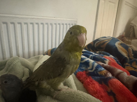 Parrotlets couple