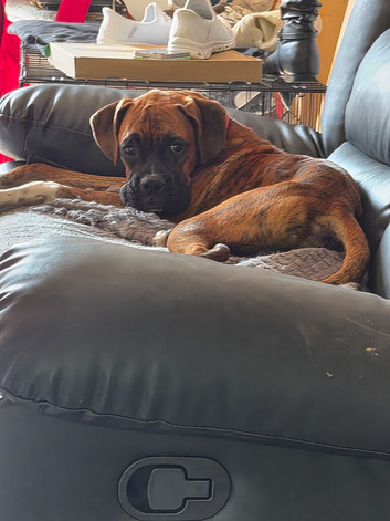 Boxer puppy 6 months old