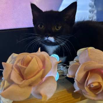 Beautiful kittens