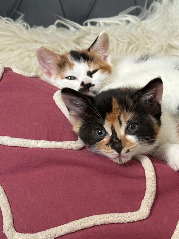 4 stunning kittems