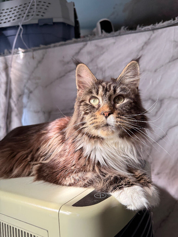 Active registered Mainecoon Queen for sale