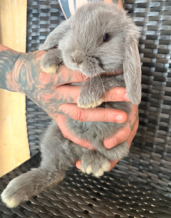 Baby&rsquo;s mini lops