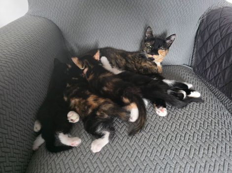 Kittens looking for a loving caring home