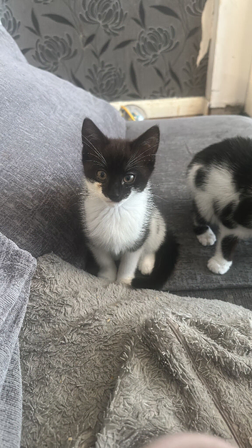 3 kittens forsale
