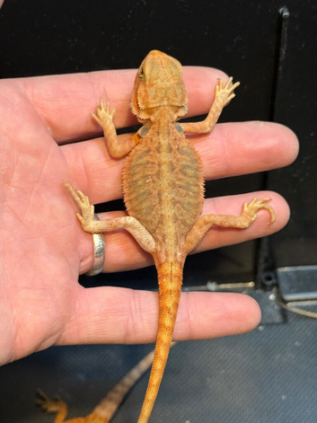Tiny baby bearded dragons