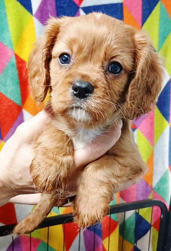 Adorable health tested Cavalier Pups