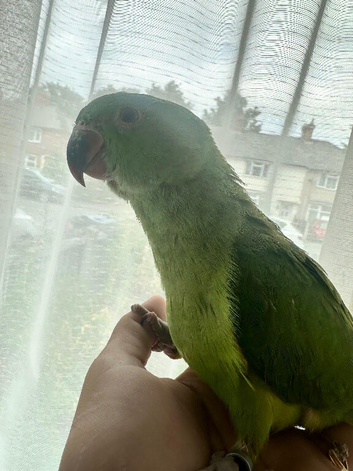 Handreared indian ringenck baby parrot