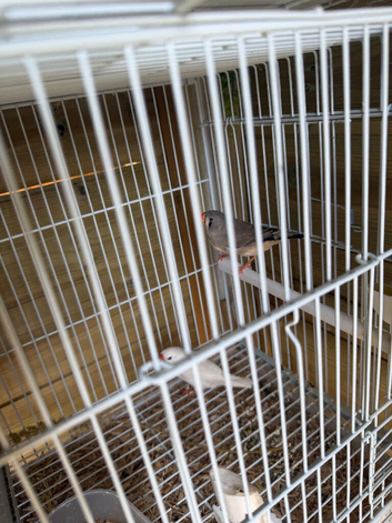 2x zebra finch hens