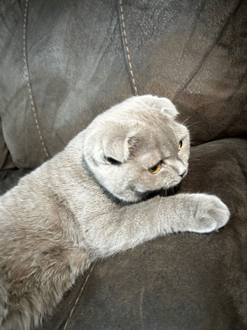 Beautiful 5-Month-Old Scottish Fold Female