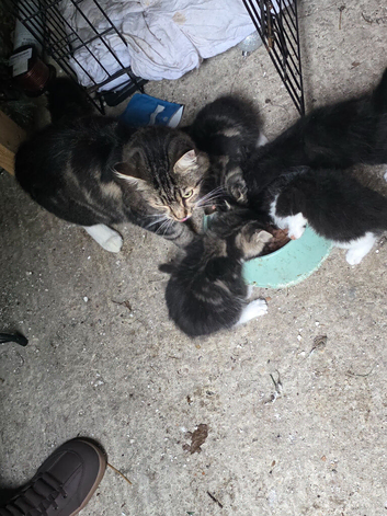 Kitten for sale
