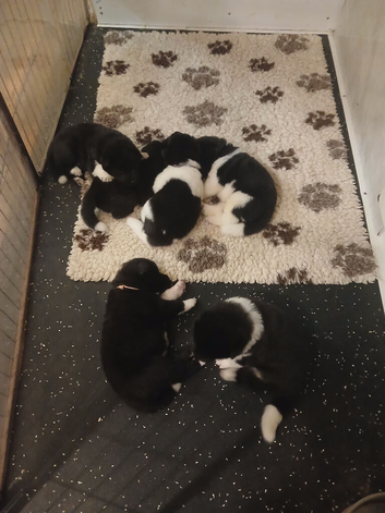 American Akita puppies