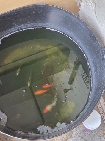 Goldfish