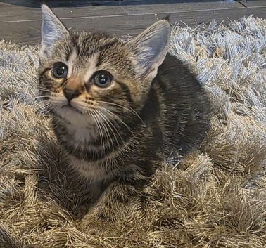 Very cute kittens mixed breed
