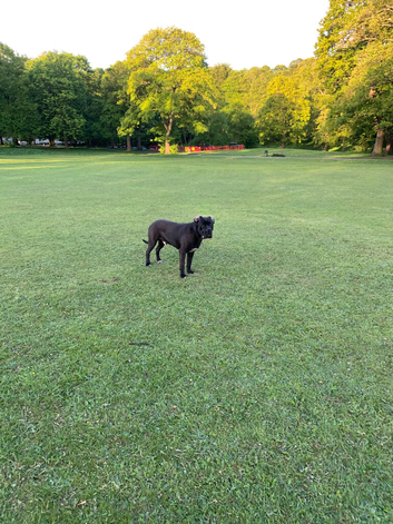 CANE CORSO