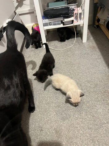 Kittens