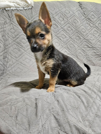 Chorkie/Jacawawa