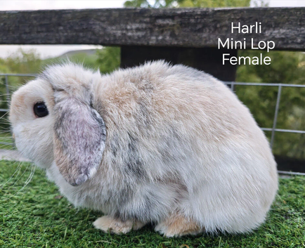 Various Adult Min Lops