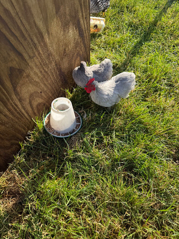 Pair of lavender pekin bantams