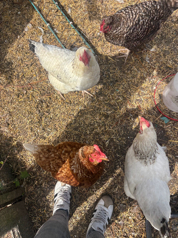 3 chickens