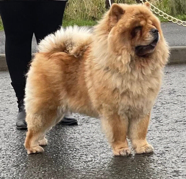 Female 4y old chow