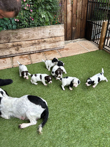 Beautiful striking Traditional English Springer Spaniel Puppies