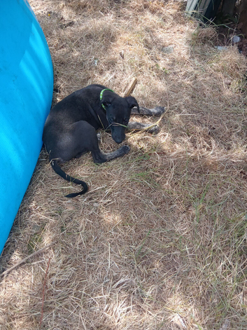 Male whippet x