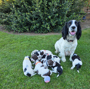 DNA Tested Clear Springer Spaniel Puppies