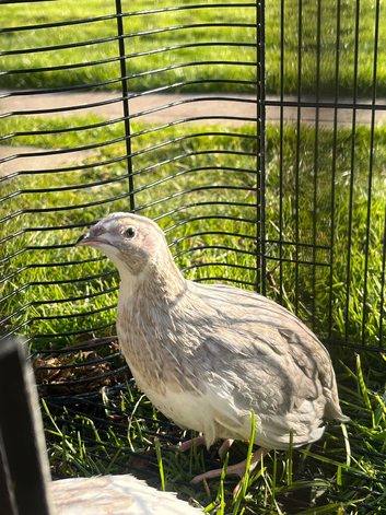 PET young quails