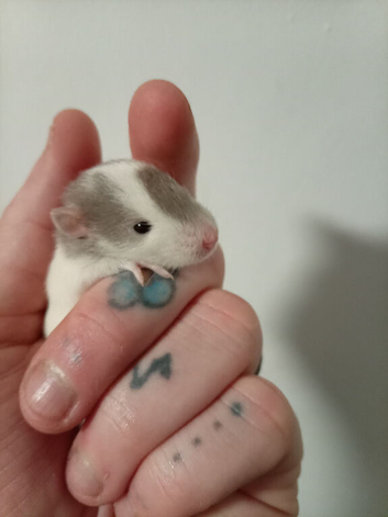Rats available soon